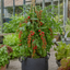 1 Gardeners Delight Cherry Tomato Plant, Live Outdoor Garden Ready, Established 2 Litre Root Ball