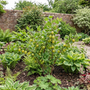 Gooseberry Invicta Bush Plant (2L Pot)