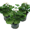 Pelargonium Toscana Dolce Vita Stella Plants (Set of 3 or 6)