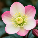 Hellebore Pirouette Plant