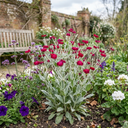 Lychnis atrosanguinea Plants (Set of 3 or 6)