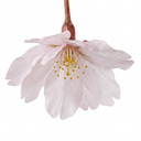 Prunus Kojo No Mai Flowering Hedging Plants