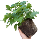 Senetti Magenta Plant (2L Pot)