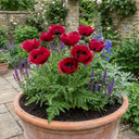 Papaver Orientale Beauty of Livermere Plants (Set of 3 or 6)