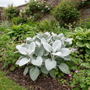 Senecio Angel Wings Plants