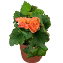 Begonia Solenia Apricot Plants