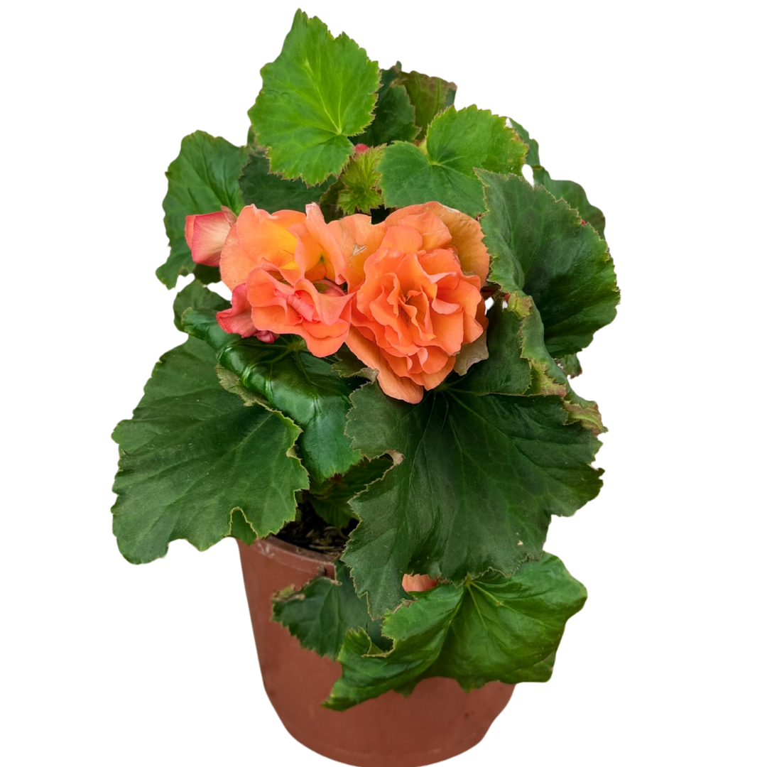 Begonia 'Solenia Apricot' – Sun-Tolerant Tuberous Begonia (2L Pot)