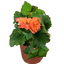 1 Begonia Solenia Apricot Plant, Summer Flowering, Outdoor Garden Ready, 17cm Root-Ball