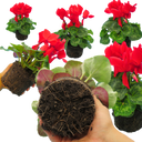 Cyclamen Flame Scarlet Plant