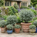 Pittosporum Atlantic Blue Plant (3L Pot)