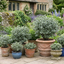1 Large Plant - Pittosporum Atlantic Blue, Ready to Plant in Your Garden, 3L Pot