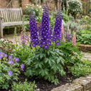 Delphinium Pacific Giants King Arthur Plants (Set of 3 or 6)