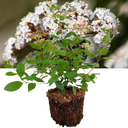 Viburnum Tinus Plant (3L Pot)