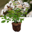1 Large Plant - Viburnum Tinus, Ready to Plant in Your Garden, 3L Rootball