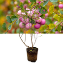 Symphoricarpos Magical Sweet Plant (3L Pot)