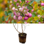 1 Large Plant - Symphoricarpos Magical Sweet, Outdoor Garden Ready, 3L Pot