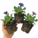 Primrose Chameleon Blue Plants (Set of 3 or 6)