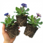 Set of 3 or 6 Primrose Chameleon Blue Hardy Perennial Plants, Colour Changing Spring Flowers, Outdoor Garden Ready, 1 Litre Root-Ball