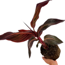 Verdant Living Canna Tropicanna Live Plant in Pot. Tropical Canna Lily with Multicoloured Foliage & Summer Flowers. Well Established Plant. Suitable for Patios Plants