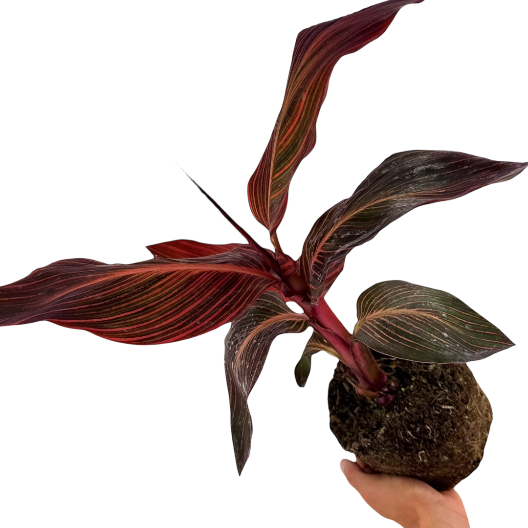 Canna 'Tropicanna' – Canna Lily with Striped Foliage (3L Pot)