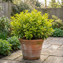 Ligustrum Aureum Golden Privet Hedge Plants