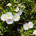 Cistus Corbariensis Plant