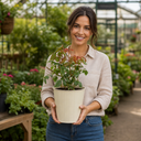3Ltr Orange Patio Rose Plant, Hardy Bush, Nursery Pots