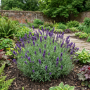 Lavender Essence Purple Plants