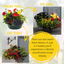 7 Colour Coordinated Plants - Brilliant Bling Theme Speedplanter, Garden Ready