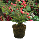 Cotoneaster Horizontalis Plant