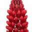 Set of 3 or 6 Lupin Legendary Red Hardy Perennial Plants, Summer Flowering, Bee Friendly Lupins, Outdoor Garden Ready, 1 Litre Root-Ball
