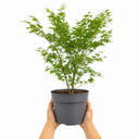 3 Litre Green Leaf Acer Tree, Nursery Pots, Outdoor Garden