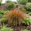 1 Carex Prairie Fire Evergreen Ornamental Grass, Hardy Perennial Garden Plant, 2 Litre Root Ball