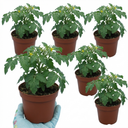 Tomato Veranda Red Variety Plants (Set of 3 or 6)