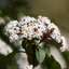 1 Large Plant - Viburnum Tinus, Ready to Plant in Your Garden, 3L Rootball