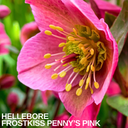 Hellebore Frostkiss Penny's Pink Plant