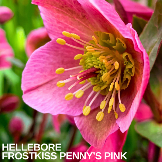 Close-up of a pink hellebore flower with a ring of yellow stamens and green centre