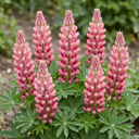 Lupin Legendary Rose Plants (Set of 3 or 6)