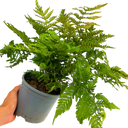 Copper Shield Fern Dryopteris Erythrosora Plant