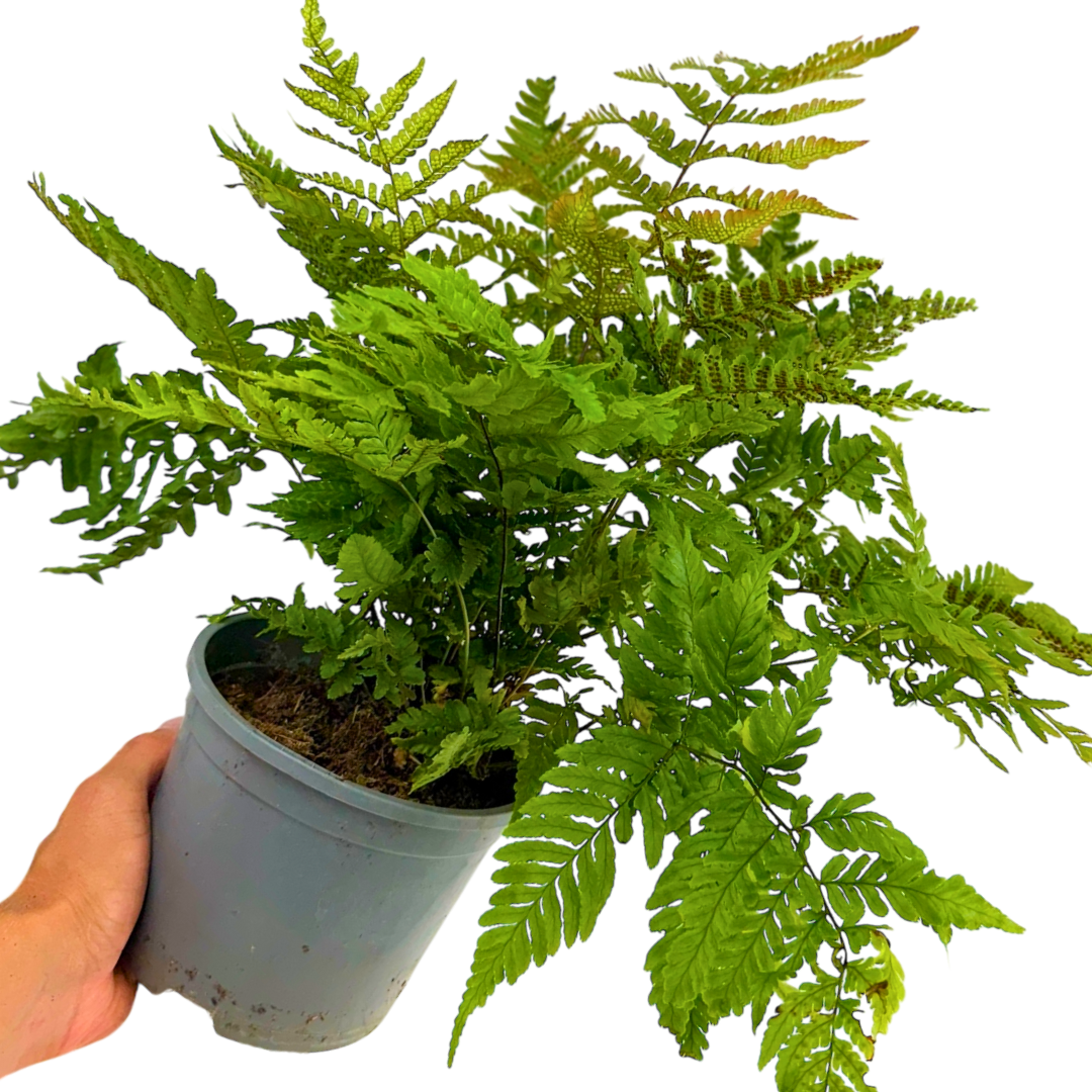 Dryopteris erythrosora (Copper Shield Fern) – Hardy Fern (2L Pot)
