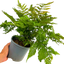 Copper Shield Fern Dryopteris Erythrosora