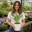 3Ltr Hosta Tears from Heaven, Shade Perennial, Nursery Pots