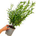 Prunus Sofia Plant (3L Pot)