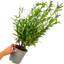 1 Large Hedging Plant - Prunus Sofia, Ready to Plant in Your Garden, 3L
