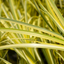 1 Large Plant – Acorus gramineus ‘Ogon’, Ready to Plant in Your Garden
