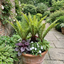 Set of 3 or 6 Dryopteris affinis Montana Male Fern Hardy Evergreen Perennial Plants, Shade Loving Garden Plant, 1L Root Ball