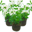 3 Large Plants - Verbena Lanai Up White, Ready to Plant in Your Garden
