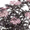 Sambucus Nigra Black Lace Elderberry Plants