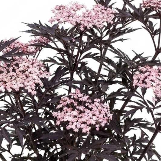 Finely cut near-black foliage with flat clusters of tiny pale pink flowers