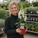 Digitalis Dalmatian White Plant (2L Pot)